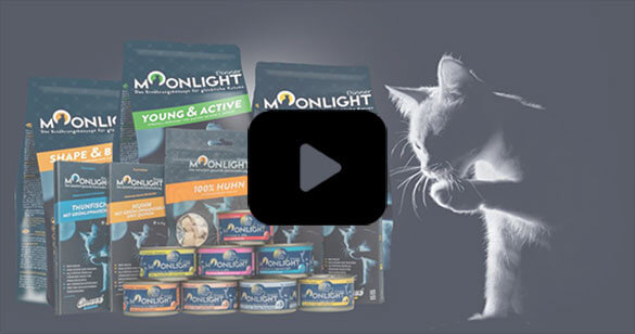 Moonlight Dinner Promo Video ansehen